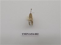 藏品(尺蠖蛾科)的圖片